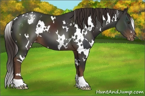 Horse Color:White Spotted Liver Chestnut Varnish