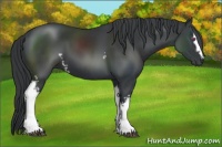 Horse Color:White Spotted Black Chinchilla 