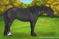 Horse Color:Black Sabino