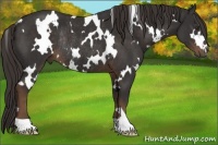 Horse Color:White Spotted Liver Chestnut Rabicano 