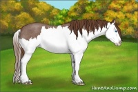 Horse Color:Red Roan Splash 