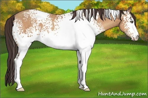 Horse Color:White Spotted Amber Champagne Roan 