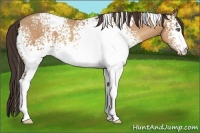 Horse Color:White Spotted Amber Champagne Roan