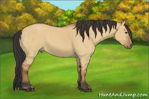 Horse Color:Bay Dun 