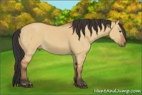 Horse Color:Bay Dun