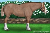 Horse Color:Red Roan Splash 