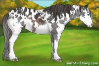 Horse Color:White Spotted Brown Splash Appaloosa 
