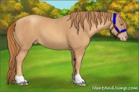 Horse Color:Gold Champagne