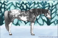 Horse Color:White Spotted Blue Roan Splash Frame Varnish 