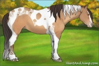 Horse Color:Sable Champagne Sabino Tobiano 