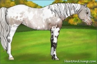 Horse Color:White Spotted Silver Brown Appaloosa 