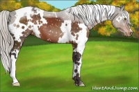 Horse Color:White Spotted Silver Brown Snowflake Varnish