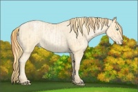 Horse Color:Buckskin Roan Pearl  and Buckskin Roan Pearl 
