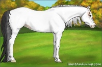 Horse Color:White Spotted Bay 