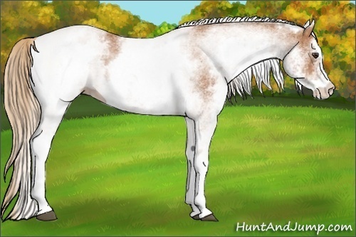Horse Color:White Spotted Chestnut