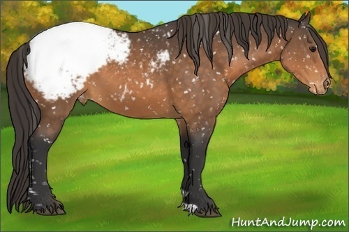 Horse Color:Buckskin Snowcap 