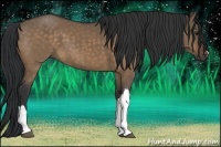 Horse Color:Brown Dun