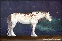 Horse Color:Brown Onyx Appaloosa Rabicano