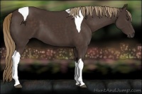 Horse Color:Liver Chestnut Tobiano