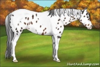 Horse Color:White Spotted Liver Chestnut Tobiano Appaloosa 