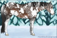 Horse Color:White Spotted Liver Chestnut Ice Sabino 