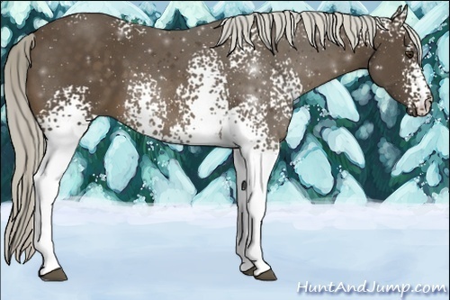 Horse Color:White Spotted Chocolate Palomino