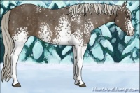 Horse Color:White Spotted Chocolate Palomino 