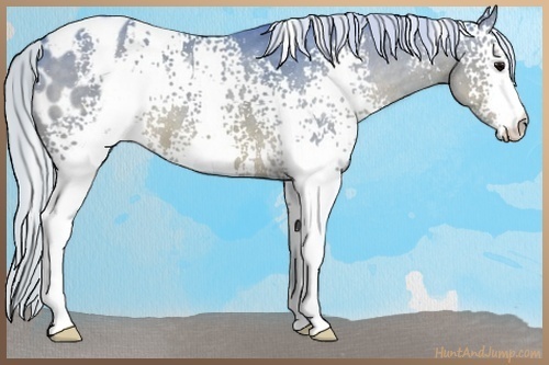 Horse Color:Watercolor White Spotted Silver Brown Appaloosa 