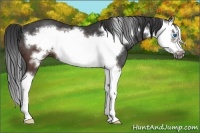 Horse Color:Brown Splash Frame Rabicano