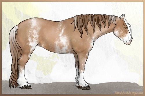 Horse Color:White Spotted Brown Pearl 