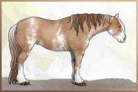 Horse Color:White Spotted Brown Pearl 