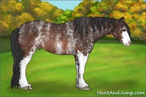 Horse Color:White Spotted Brown Sabino Rabicano