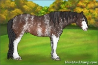 Horse Color:White Spotted Brown Sabino Rabicano