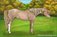 Horse Color:Liver Chestnut Pearl 