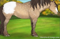 Horse Color:Amber Champagne Snowcap