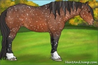 Horse Color:Bay Appaloosa 