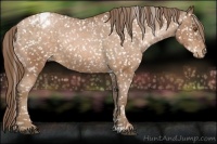 Horse Color:Brown Pearl Appaloosa 
