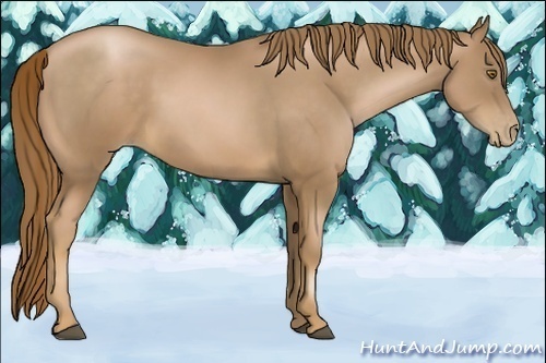 Horse Color:Liver Chestnut Pearl 