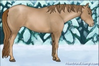 Horse Color:Liver Chestnut Pearl