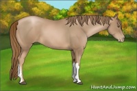 Horse Color:Liver Chestnut Pearl 