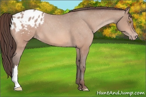 Horse Color:Amber Champagne Appaloosa 