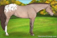 Horse Color:Amber Champagne Appaloosa 