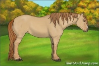 Horse Color:Red Dun