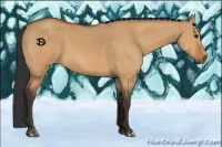 Horse Color:Bay Dun