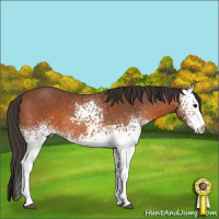 Horse Color:White Spotted Bay 