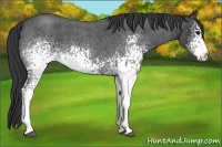 Horse Color:White Spotted Blue Roan 