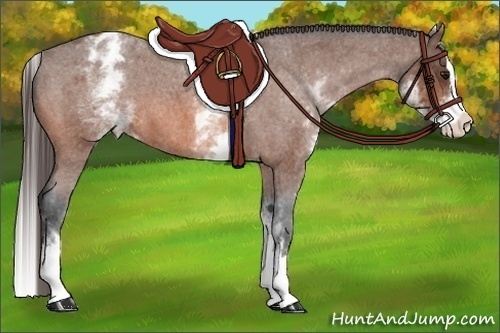 Horse Color:White Spotted Bay Roan Splash Varnish 