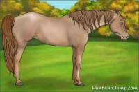 Horse Color:Liver Chestnut Pearl 