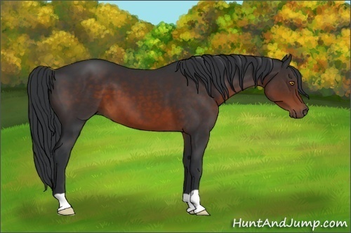 Horse Color:Brown 