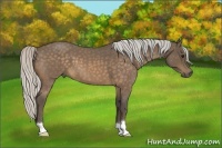 Horse Color:Silver Buckskin Roan 